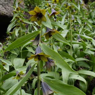 Fritillaria korolkowii